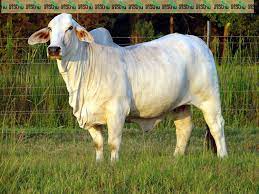 วัวสีขาว 