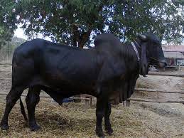 วัวสีดำ