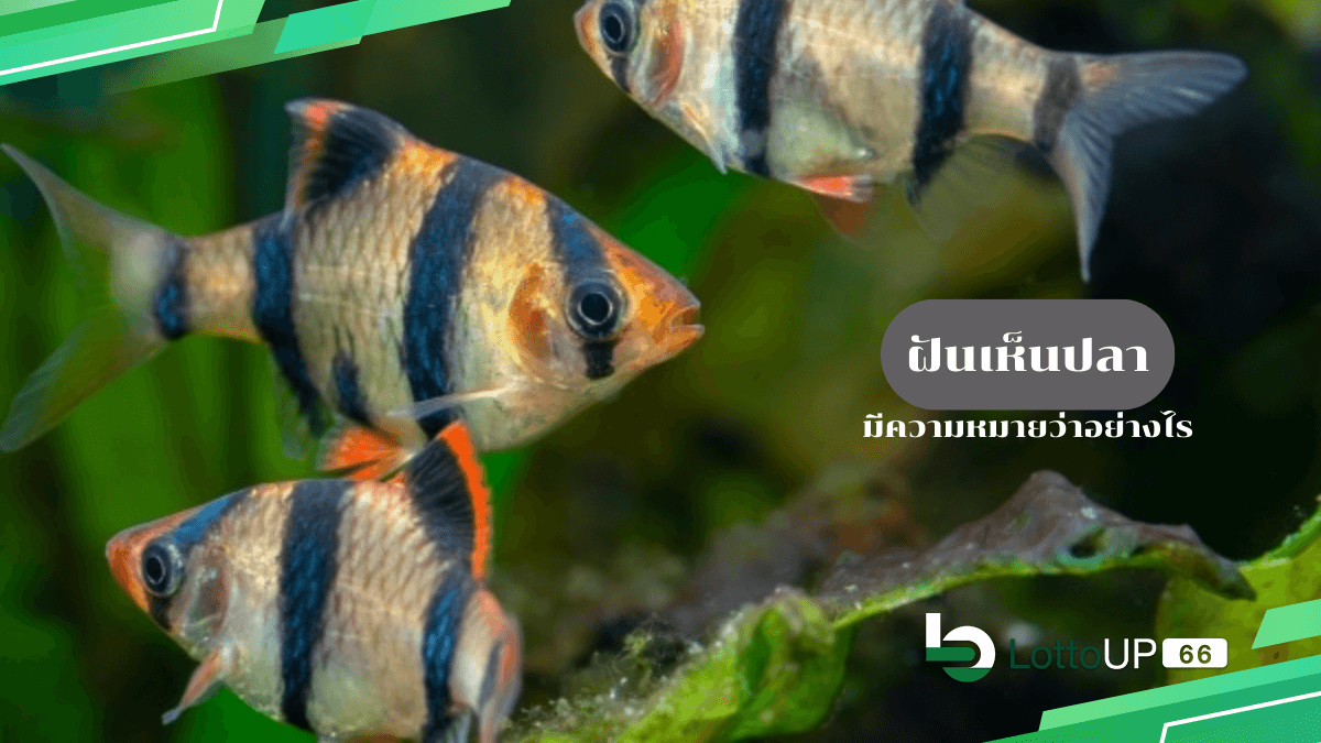 ฝันเห็นปลา